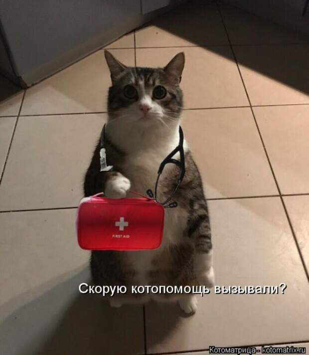 Лучшие котоматрицы недели (50 фото)