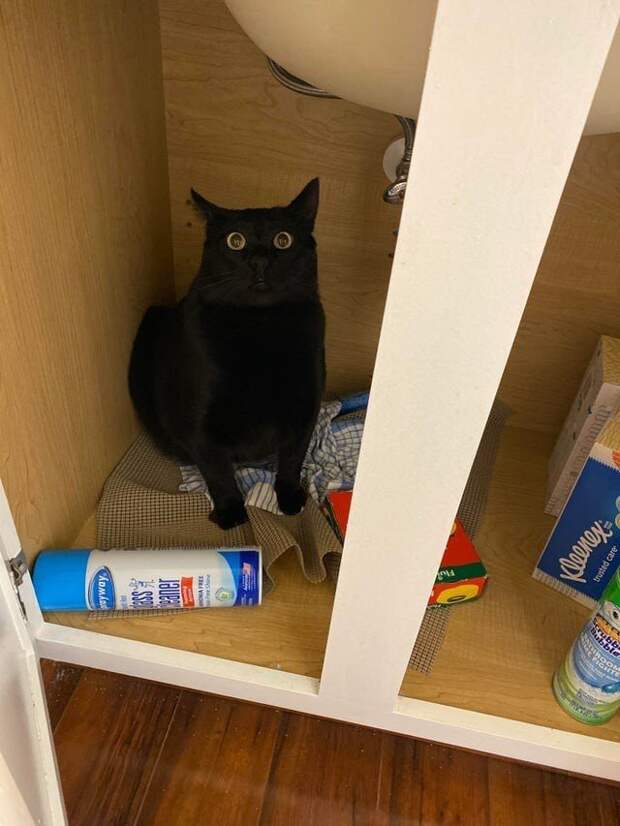 Снимки чёрных котов, которые приносят в дом только радость и веселье