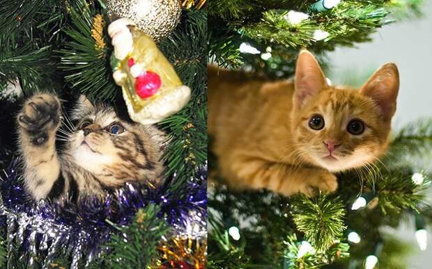 Просто котики коты, юмор