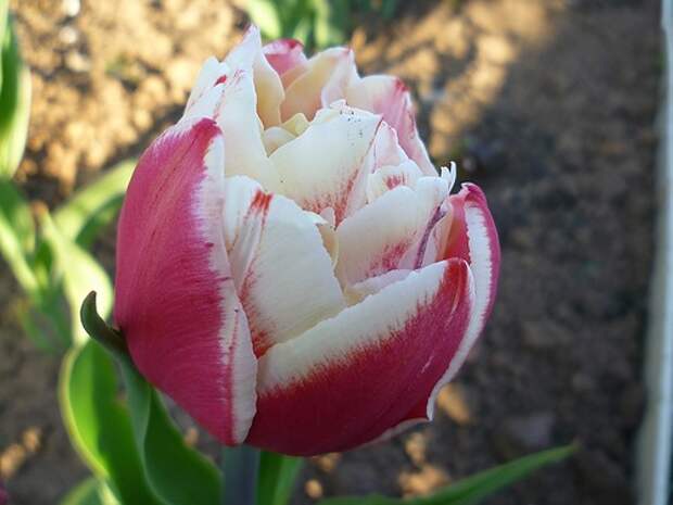 Тюльпан махровый Хоризон (Tulip Horizon)