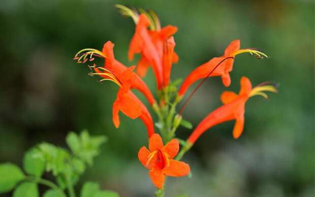 Домашний цветок эсхинантус