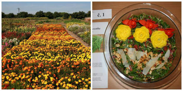 Выращивание цветов и для кулинарии в том числе. Салат, украшенный розами, фото чешских коллег