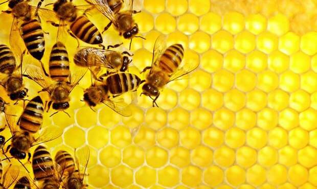 Интересные факты о пчелах, Улей пчел