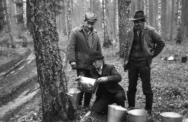 Мужчины собирают березовый сок в лесу, 1986 год Обычные люди, архив, белоруссия, ностальгия, снимки, советская жизнь, фотография