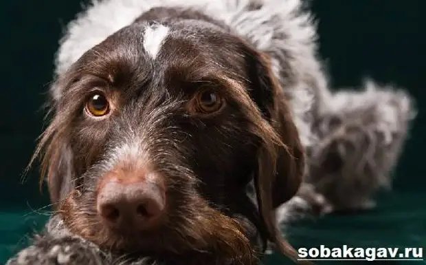 Дратхаар собака. Описание, особенности, уход и цена дратхаара