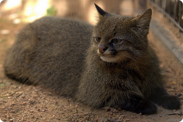 Пампасская кошка (лат. Leopardus pajeros)