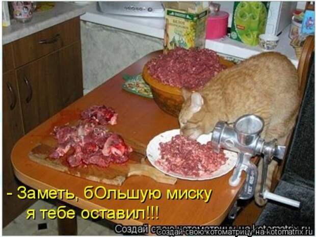Новая котоматрица для всех (34 фото)