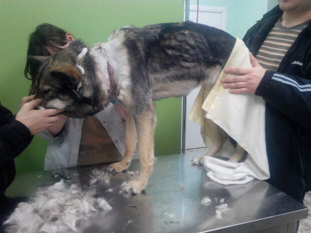В Твери спасли собаку с вросшей в шею верёвкой