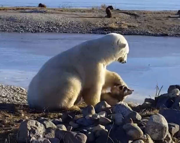 В это видео невозможно поверить! Дикий белый медведь гладит собаку по голове
