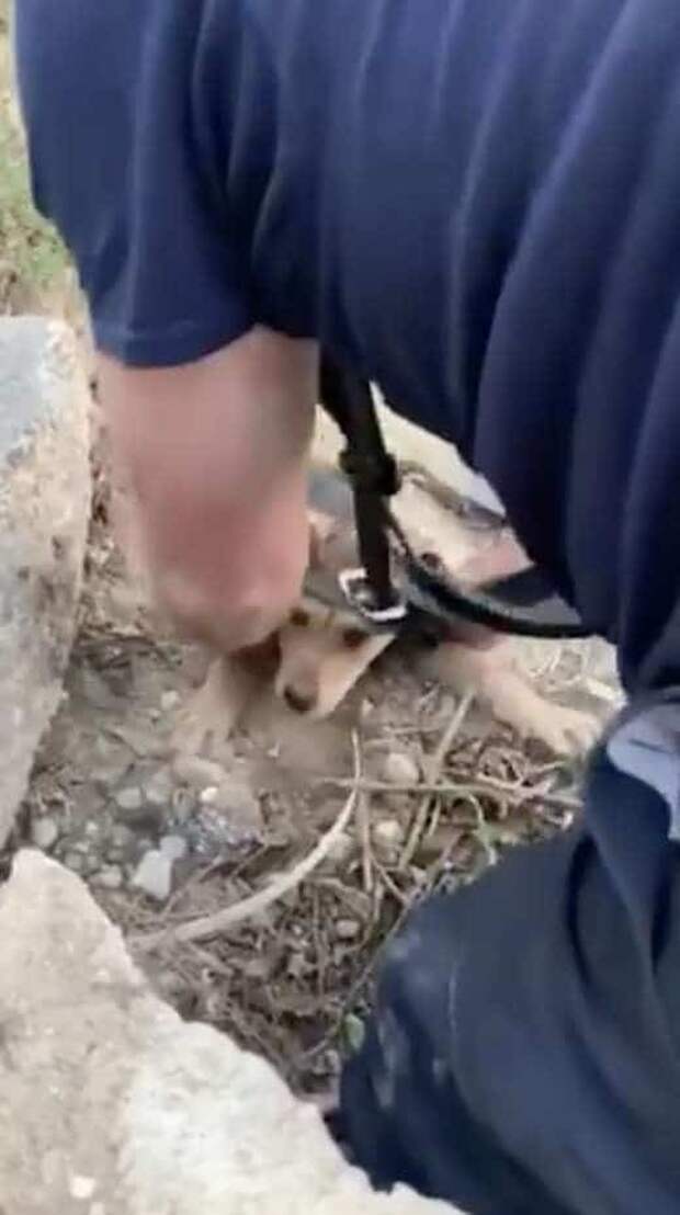 помощь собаке помощь щенку