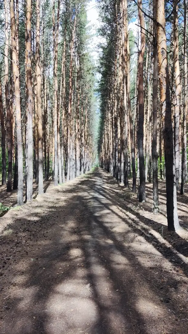 Лес егора летова. Лес Егора Летова Омск. Обычный парк. Парк Летова тропа фото. Волшебный лес Егора Летова.