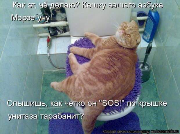 Новая котоматрица для всех (34 фото)