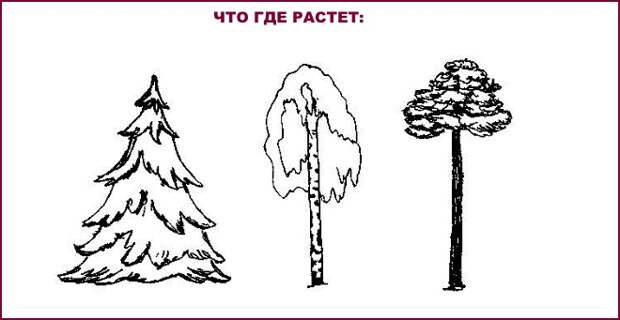 Что где растет