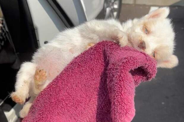 Ветеринар спас приютского щенка от&nbsp;усыпления, использовав кровь своих питомцев