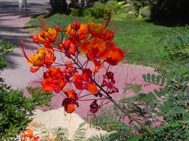 Ботанический сад кибуца "Эйн Геди"  Caesalpinia пулчеррима