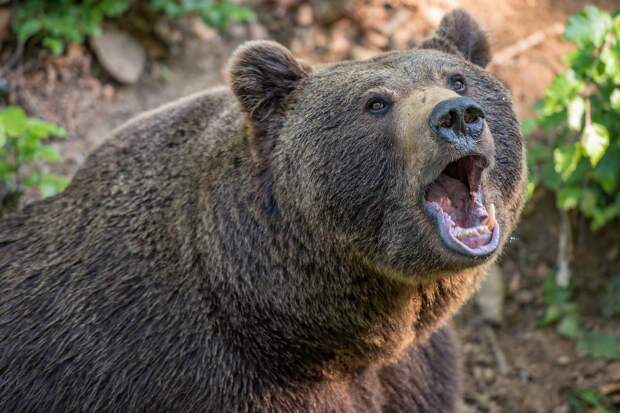 Как правильно охотиться на медведя