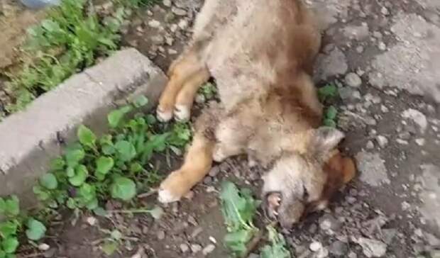 Место массового убийства собак нашли в Ставрополе