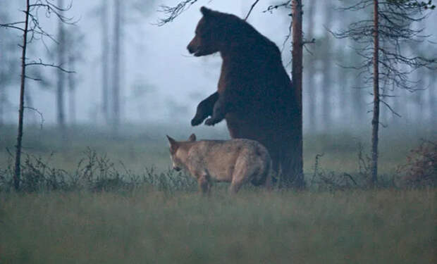 Редкая дружба. Волчица и бурый медведь десять ночей подряд держались вместе и делили добычу