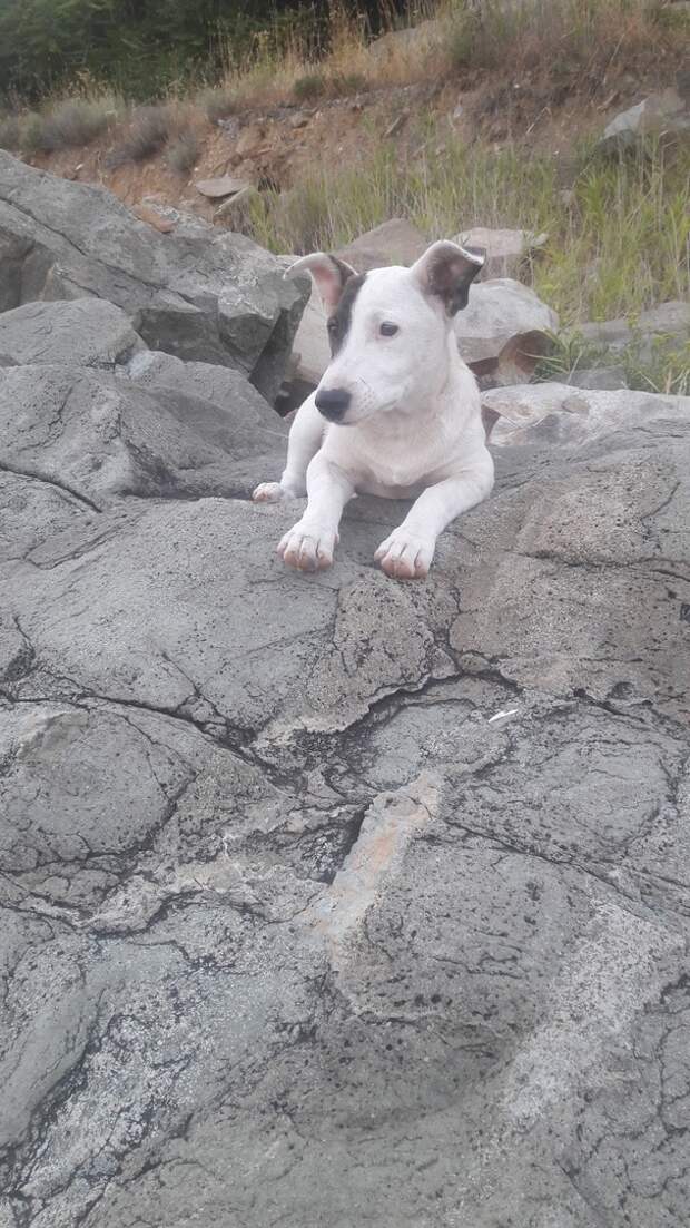 собака сидит на скалах