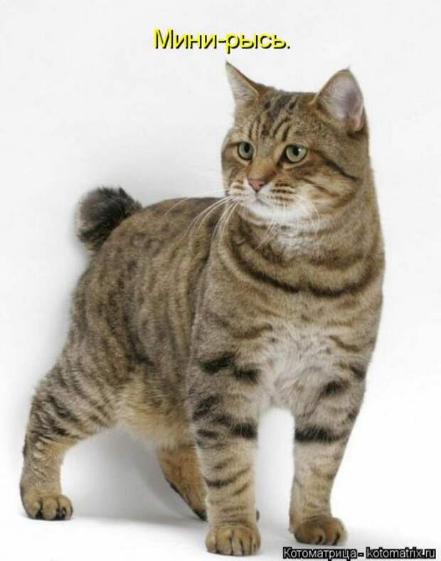 Лучшие котоматрицы недели (50 фото)
