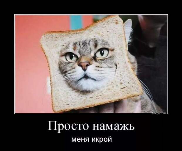Прикольные демотиваторы с надписями. Подборка chert-poberi-dem-chert-poberi-dem-53180208062020-18 картинка chert-poberi-dem-53180208062020-18