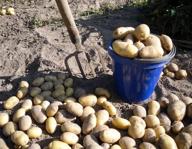 Чтобы картофель после уборки не гнил - Дачный участок - 15 октября - 43452142907 - Медиаплатформа МирТесен