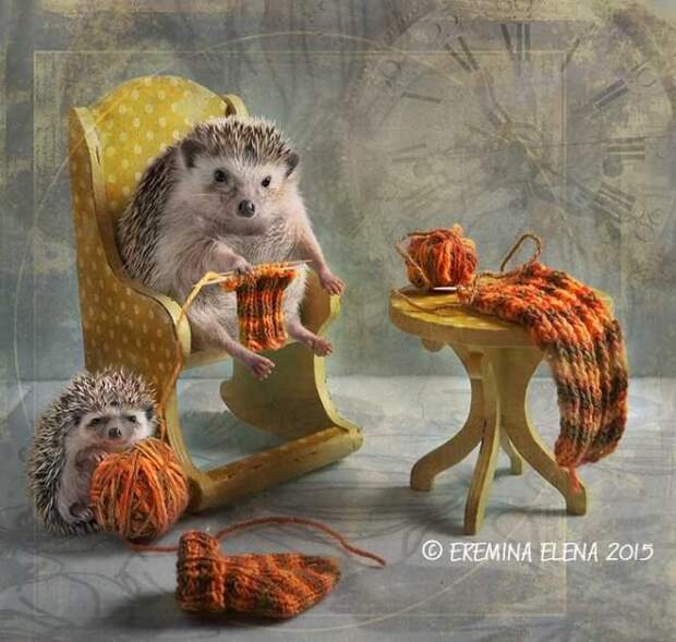 Тайная жизнь домашних ежиков Тайная жизнь домашних ежиков