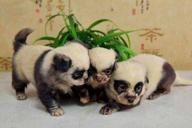 щенки, Китай, выглядят, окрас, как, панды