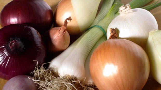 Чтобы был богатый урожай: как правильно сеять лук весной