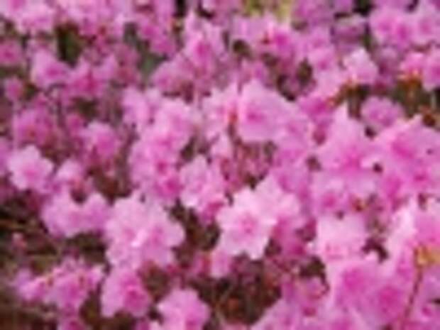 800px-korean_rhododendron_rhododendron_mucronulatum_wheeldon_pink_flowers