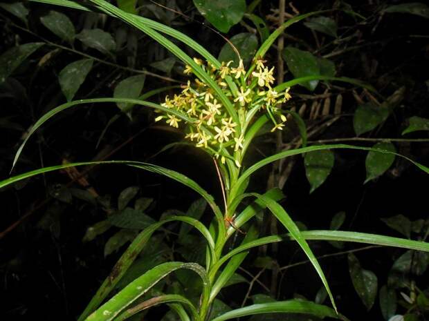 Орхидея рода апостасия (Apostasia)