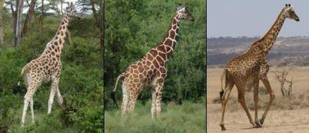 Где живут жирафы? Какова среда обитания жирафов и как они к ней приспосабливаются?