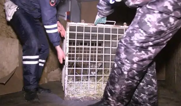 Грузовик с измученными львятами и обезьяной задержали в Волгограде