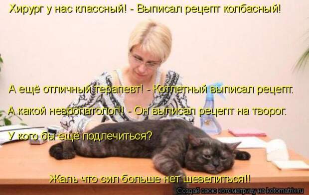 Лучшие котоматрицы недели (50 фото)