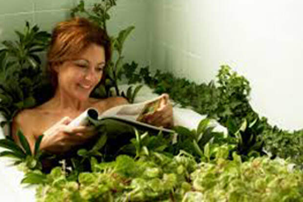 Применение череды в домашних условиях, народные рецепты