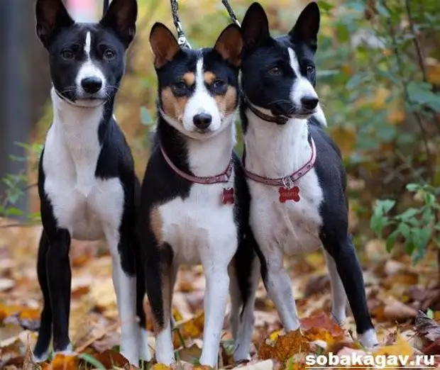 Басенджи собака. Описание, особенности, уход и цена породы басенджи