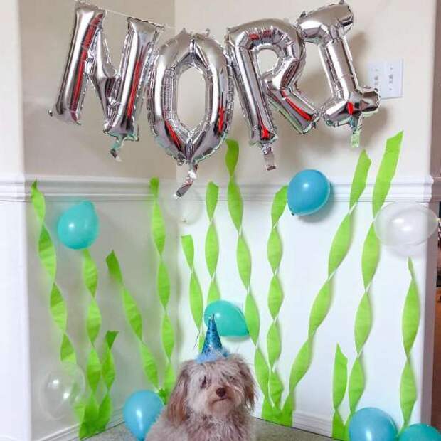 Нори — пес с абсолютно человеческой мордой.