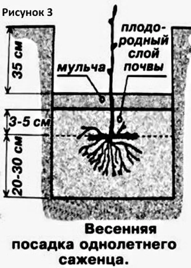 Яма для винограда схема и размеры в сибири