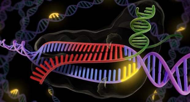 Редактирование генов (CRISPR) будущее, в мире, животные, интересное, люди, наука, эксперимент