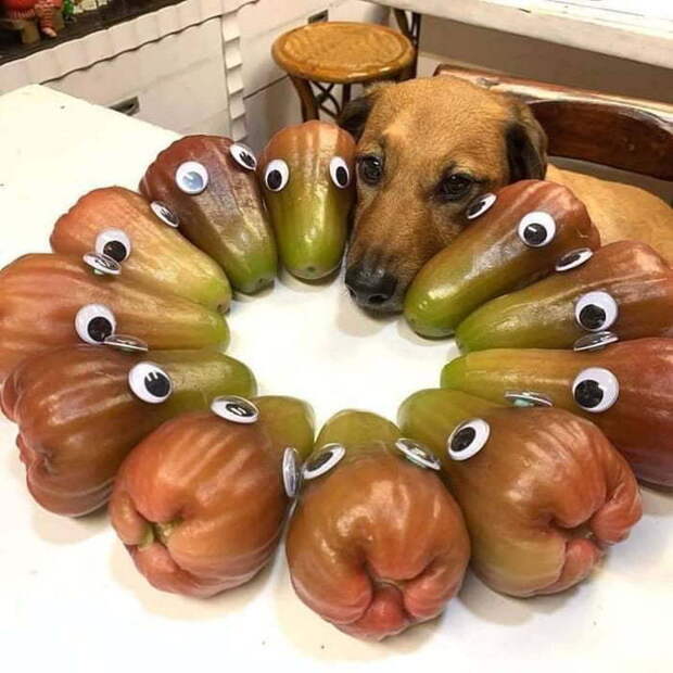 Свой среди чужих Свой среди чужих