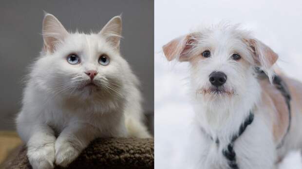 Котопёс недели: возьмите из приюта щенка-озорника Оззи или бело-нежную кошку Снежинку