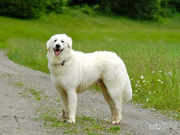 14-е место: Кувас - древняя порода служебных собак венгерского происхождения. собаки, топ-15
