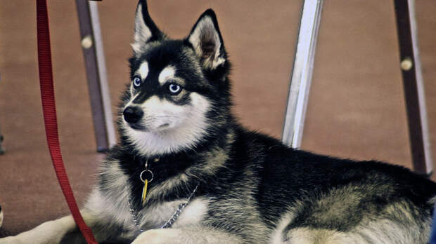 Не только хаски: 7 пород собак с голубыми глазами