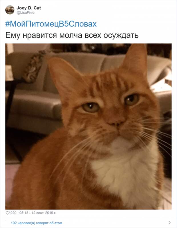 Флешмоб «Мой питомец в пяти словах» Флешмоб «Мой питомец в пяти словах»