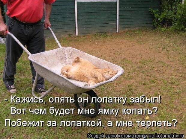 Лучшие котоматрицы недели (50 фото)
