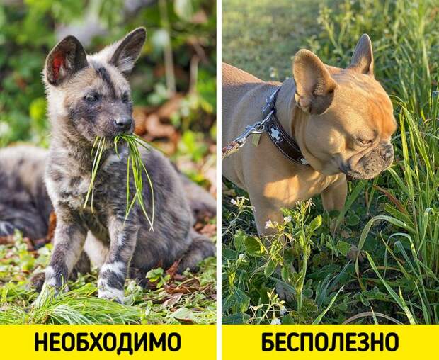 10 странных собачьих привычек, у которых есть научное объяснение