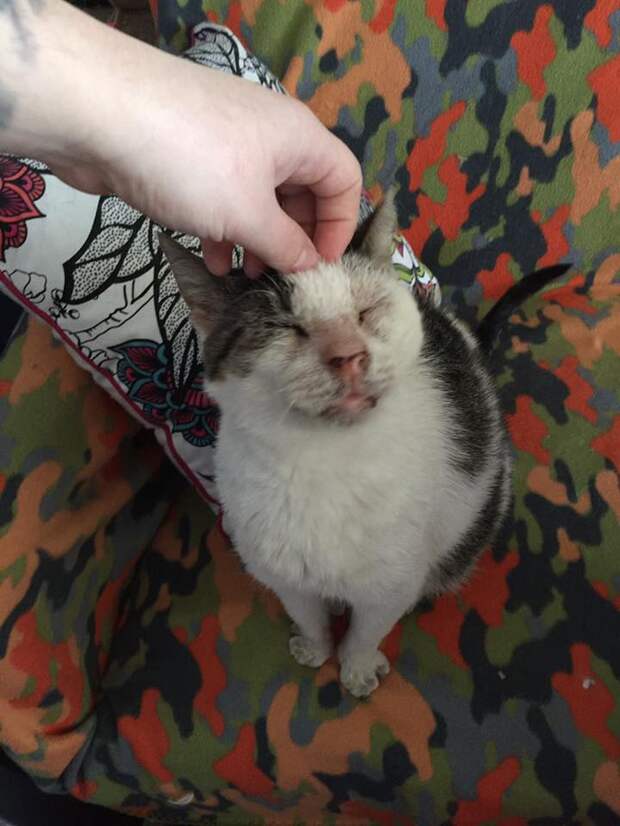Без кота и жизнь не та