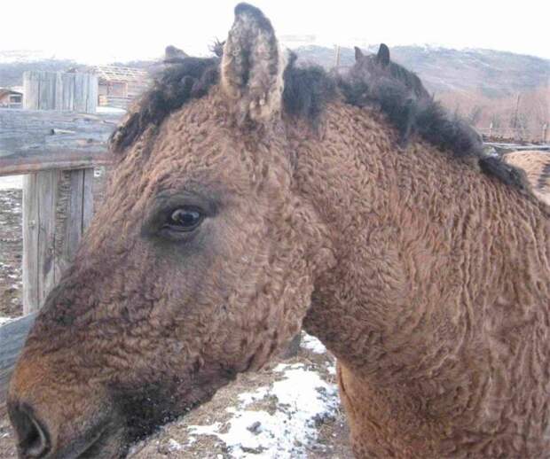 Экзотические лошади породы кучерявая Забайкальская - Фото