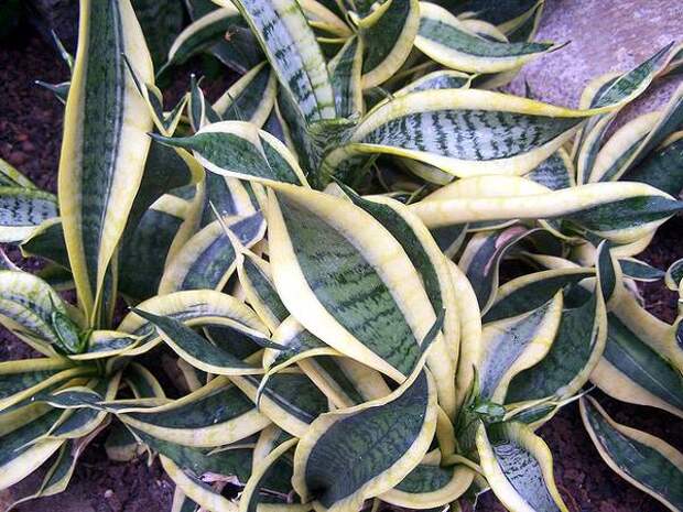 Сансевиерия (Sansevieria Trifasciata Hahnii swirls), фото растения для квартиры фотография картинка