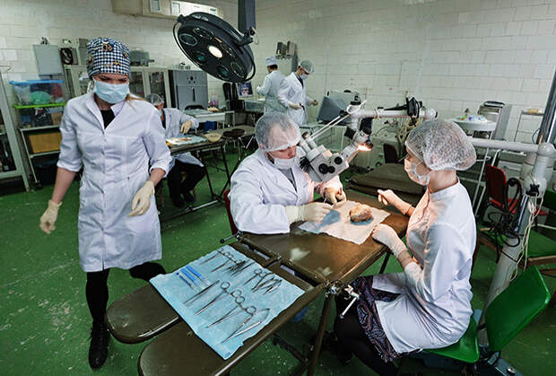 Медицинские вузы готовят настоящих неучей вместо лекарей